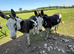 Jenny donkey