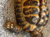 Hermans tortoise and set up
