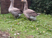 A pair of Toulouse Geese