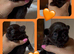 True chocolate imperial Shihtzu puppies