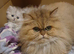 Chinchilla persian kitten