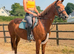 Diamond Fallon - Quality ISH Mare