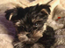 Yorkie Biewer chihuahua mix (chiyorkie)