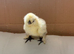 Days old silkie chicks x 3