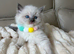 4 boy ragdolls