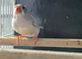 Isabel black cheek hen