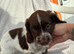 Beautiful sprocker puppys.