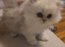 Pure chinchilla Persian