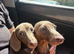 2 female miniature dachshunds