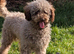 Cockapoo Chocolate F2 health tested