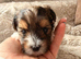 Yorkshire terrier biewer puppies