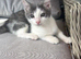 Kitten male