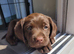 One female cocker spaniel x labrador available