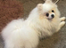 Stunning girl Pomeranian