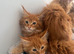Maine coon kittens xl stunning friendly ginger girls and boys