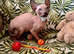 Sphynx last blue boy ready to go