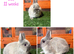 Pure breed Netherlands dwarf