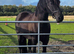 Welsh Section D Black Beauty