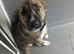 German shepherd x pup