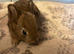 Mini Rex rabbits please read full add