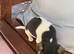 Jack Russell, Puppy