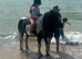 Handsome Bombproof Gelding
