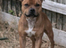 Red Staffordshire bull terrier STUD