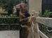 Male Black and Tan short coat German shepherd for sale