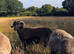 2 Shetland x Balwen rams for sale