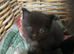 Beautiful family friendly kittens