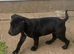 Puppies for sale
