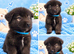 Akita puppy's boys/girls