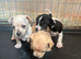 Beautiful smooth hair chihuahua puppies
