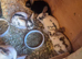 Stunning Mini Rex