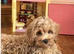 Cockapoo mixed Breed dog
