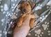 Miniature dachshund girl pra clear