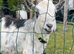 Pigmy goats