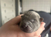 Blue and blue fawn chow chow puppies