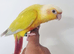 Beautiful baby suncheek with new cage