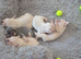 French Bulldog puppies