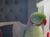 alexandrine