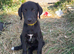 Labrador x whippet