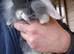 Mini Lion lops 1 boy left 1