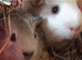 2x female and 2x male Guinea pigs