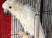 Yellow Crested Cockatoo Glasgow