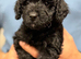 Beautiful Cavapoos