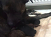 Loving puppies