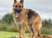 Beautiful German shepherd puppies