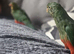Australian king parrots handreared