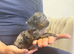 Miniature dachshund